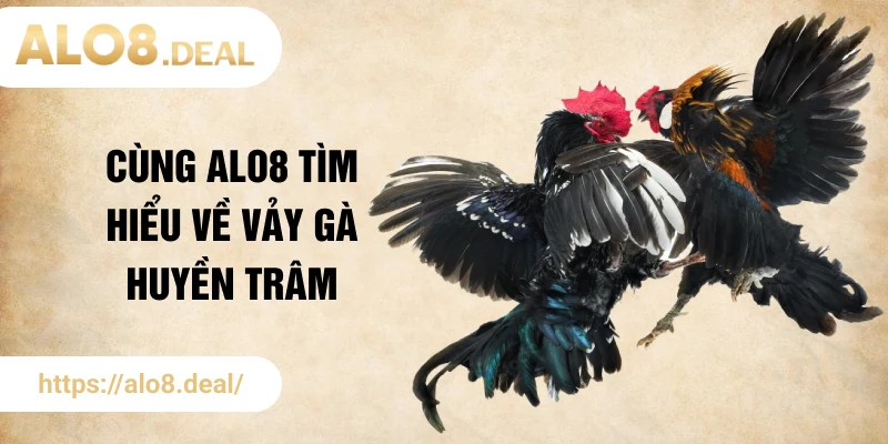 Cùng ALO8 tìm hiểu về vảy gà huyền trâm