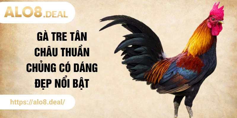 Gà tre Tân Châu thuần chủng có dáng đẹp nổi bật