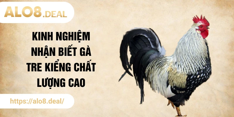 Kinh nghiệm nhận biết gà tre kiểng chất lượng cao