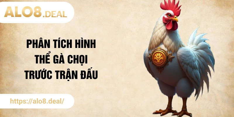 Phân tích hình thể gà chọi trước trận đấu