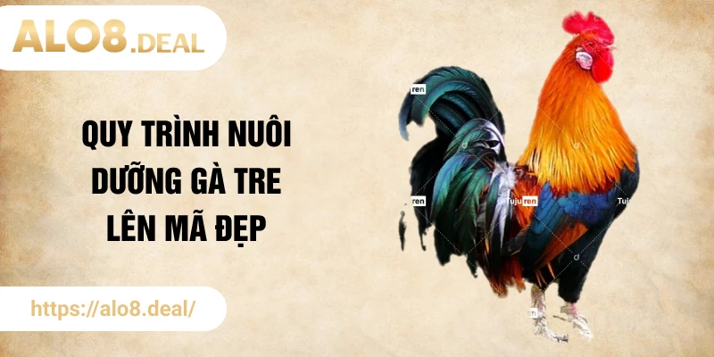 Quy trình nuôi dưỡng gà tre lên mã đẹp