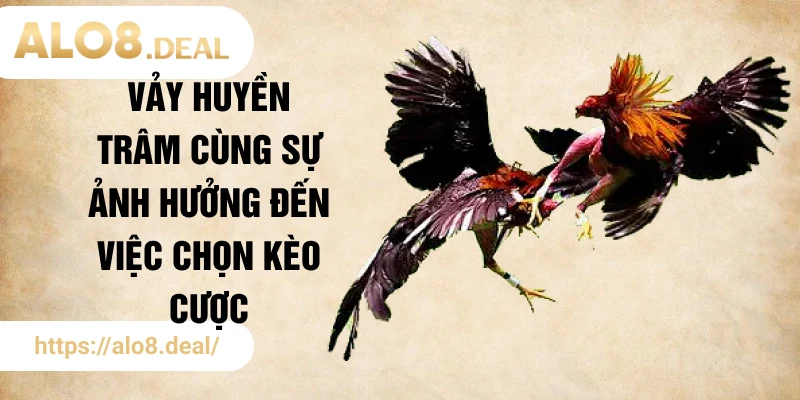 Vảy huyền trâm cùng sự ảnh hưởng đến việc chọn kèo cược